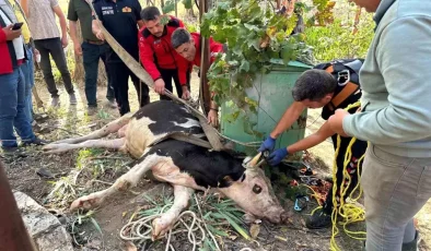 Burdur’da 20 Metre Derin Kuyuya Düşen İnek 2 Saatte Kurtarıldı