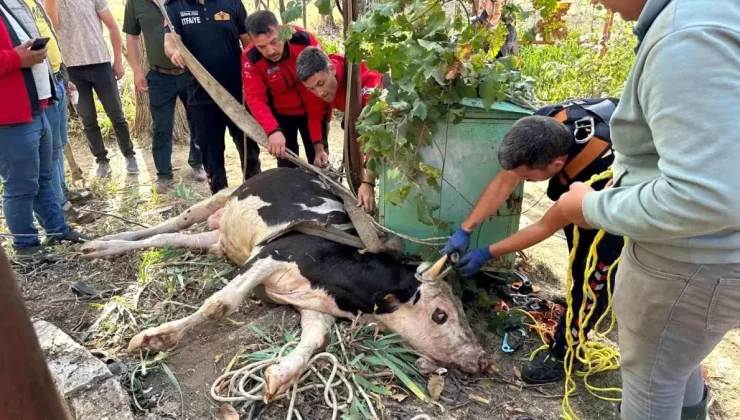 Burdur’da 20 Metre Derin Kuyuya Düşen İnek 2 Saatte Kurtarıldı